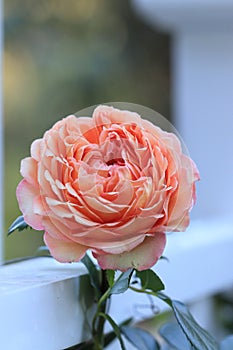 Chinese rose?Rosa chinensis Jacq.?