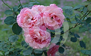 Chinese rose Rosaceae flowers photo