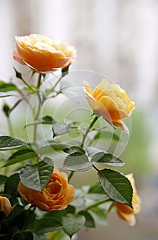 Chinese roses blooming on the balcony.