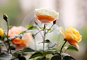 Chinese roses blooming on the balcony.