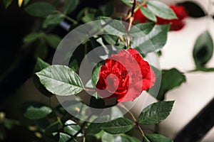 Chinese roseï¼ˆRosa chinensis Jacq.ï¼‰