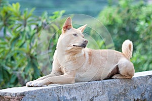 A Chinese Rural Dog grovels on the stone wall.