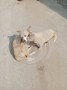 Chinese rural dog, lovely dog