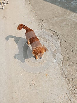 Chinese rural dog, lovely dog