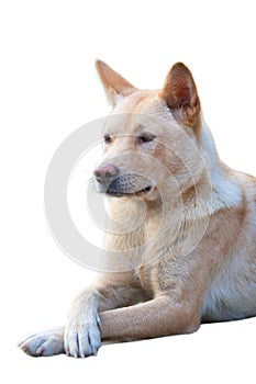 Chinese Rural Dog portrait