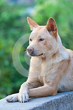Chinese Rural Dog with serious expression