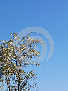 Chinese scholar tree and flowers