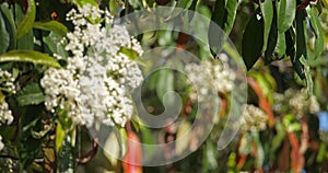 Chinese scholar tree or Japonese pagoda tree