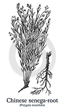 Chinese senega-root. Vector hand drawn plant. Vintage medicinal plant sketch.