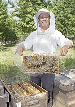 A Chinese senior man beekeeper