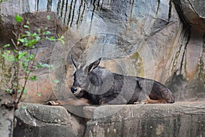 Chinese Serow Capricornis milneedwardsii