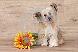 Chinese shaggy crested dog