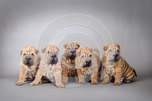 Chinese Shar pei puppies portrait