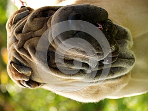 Chinese Shar-Pei puppy