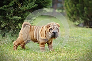 Chinese Shar pei puppy portrait