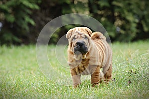 Chinese Shar pei puppy portrait