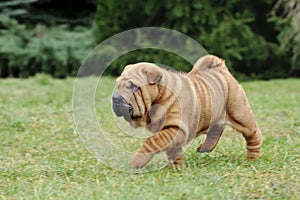 Chinese Shar pei puppy portrait