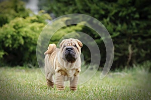 Chinese Shar pei puppy portrait