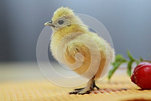 Chinese silk chicken farm.