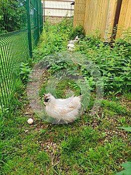 Chinese silk chicken laid an egg. chicken with soft feathers walks in the grass