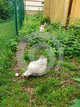 Chinese silk chicken laid an egg. chicken with soft feathers walks in the grass