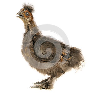 Chinese Silkie Baby Chicken with Open Beak Isolated on White Background