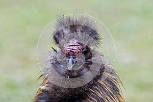 Chinese silky bantam chicken with blurred background