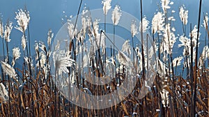 Chinese silver grass