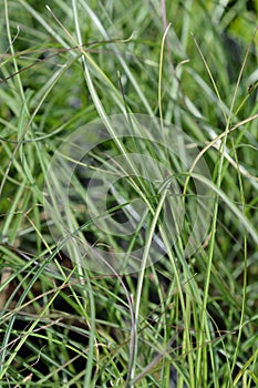 Chinese silver grass Adagio