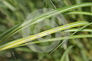 Chinese silver grass Adagio
