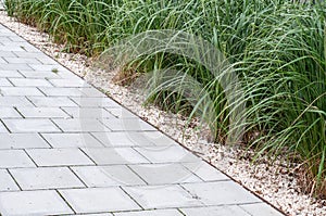 Chinese silver grass growing alongside a sidewalk