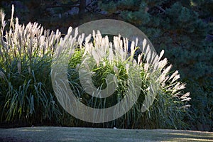 Chinese silver grass Miscanthus sinensis in the backlight. Tokyo. Japan photo