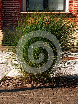 Chinese silver grass Miscanthus sinensis in modern loft cafe terrace Trendy ornamental pampass plant landscaping design