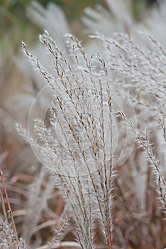 Chinese silver grass purpurascens Miscanthus sinensis Purpureus, plumes in autumn