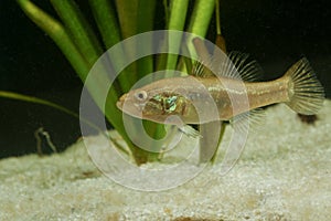 Chinese sleeper fish, perccottus gleni, invasive species