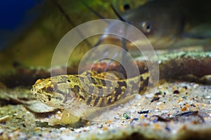 Chinese sleeper juvenile freshwater fish, Perccottus glenii, on sand bottom in biotope aquarium