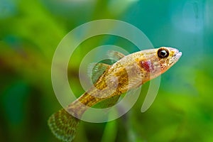 Chinese sleeper, juvenile freshwater fish species in nature aquarium, dangerous and highly adaptable invasive predator