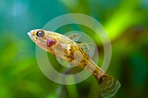 Chinese sleeper, juvenile freshwater fish species in nature aquarium, dangerous invasive predator from Asia