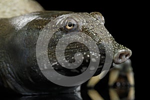 Chinese Soft Shell Turtle isolated on Black background