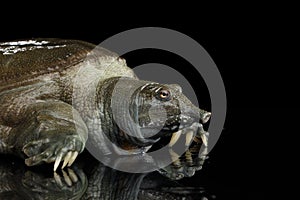 Chinese Soft Shell Turtle isolated on Black background