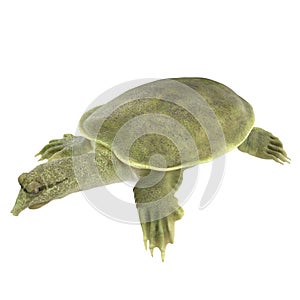 Chinese soft-shelled turtle on white. 3D illustration