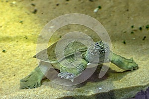 Chinese softshell turtle from Chine