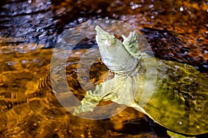 The Chinese softshell turtle Pelodiscus sinensis