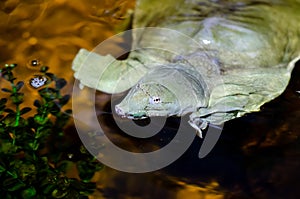 The Chinese softshell turtle Pelodiscus sinensis