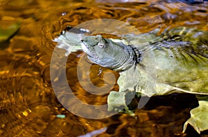 The Chinese softshell turtle Pelodiscus sinensis