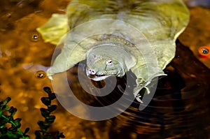 The Chinese softshell turtle Pelodiscus sinensis