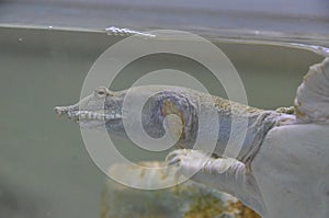 Chinese softshell turtle Pelodiscus sinensis