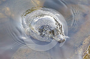 Softshell turtle
