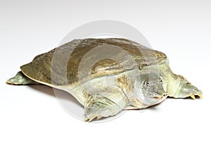 Chinese softshell turtle (Pelodiscus sinensis) on white