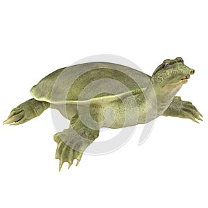 Chinese softshell turtle Pelodiscus sinensis on white. 3D illustration